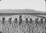 Workers harvest a crop in a Spanish flooded field, undated