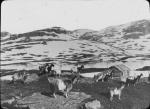 Rural Finnish mountain scene with goats, undated