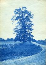 40. A tree next to fields and a road, circa 1888.