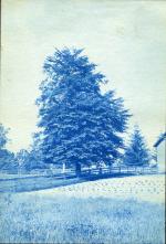 44. A tree and field, circa 1888.