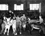 Donkey Basketball, 1953