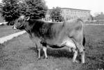 A picture of a large cow on campus, 1918