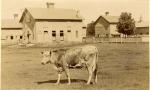 A picture of a cow in front of barns, 1896