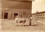 A farmer displays his cow for the Worlds Columbian Exposition, 1892