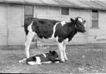 A cow and her calf in front some MSU barns, 1926