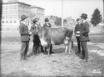 Cow on display, undated