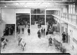 Cows and other animals on display, undated