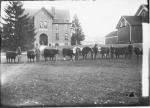 Cows at International Show Stock, 1901