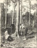 Students practice forestry, date unknown