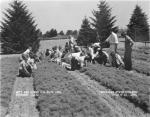 Children in 4-H work on seedlings, 1936