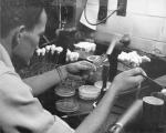 A student does bacteriology research, date unknown