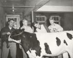 Members of the Dairy Club show a cow, 1957