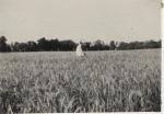 A man stands in a field of crops, date unknown