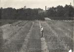 A man examines a row of crops, date unknown