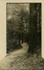 Forest Path, date unknown