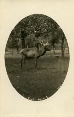 Elk in the Deer Park, ca. 1907