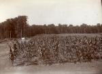 Field of Corn, Chatam Experiment Station