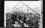 Students in Greenhouse, 1915
