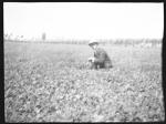 Man standing in a field (Frank M. Benton papers), circa 1880s