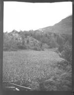 Field near on a mountain side (Frank M. Benton papers), circa 1880s