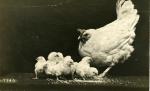 Hen and her chicks, undated