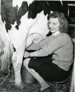 Woman milking cow, circa 1943